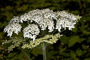 Heracleum lanatum 20-9940